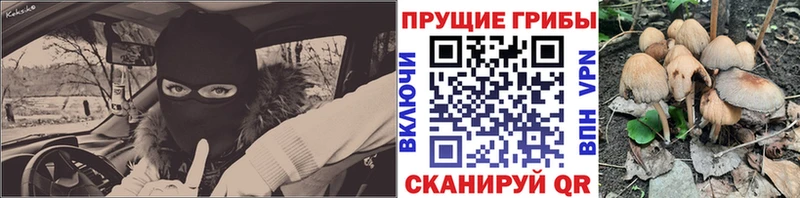 Галлюциногенные грибы Psilocybe Меленки